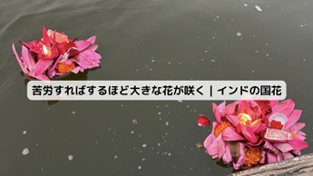 インドの国花